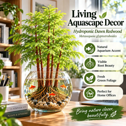 🌿 Hydroponic Dawn Redwood Starter – Grow Your Own Mini Tree💧