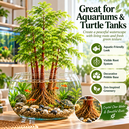 🌿 Hydroponic Dawn Redwood Starter – Grow Your Own Mini Tree💧