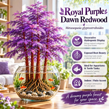 🌿 Hydroponic Dawn Redwood Starter – Grow Your Own Mini Tree💧
