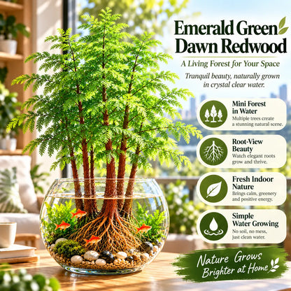 🌿 Hydroponic Dawn Redwood Starter – Grow Your Own Mini Tree💧